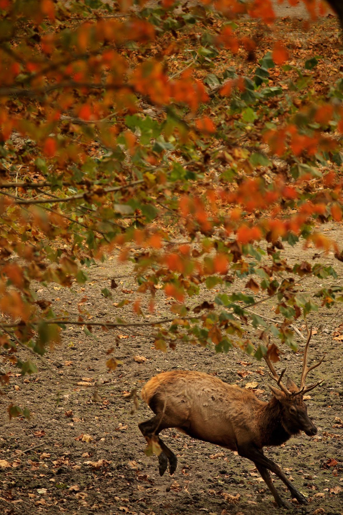 Fall colors 2020